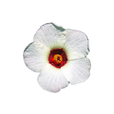 Extrait d’Hibiscus Sabdariffa